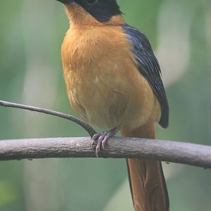 Snowy-crowned robin-chat