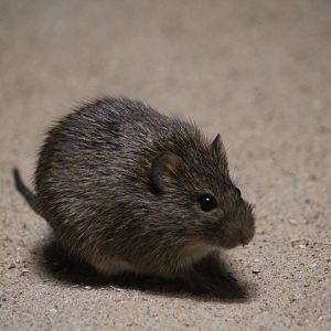 Hispid cotton rat