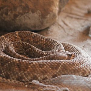 Red diamondback rattlesnake