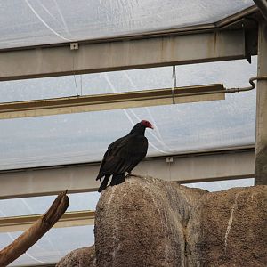 Turkey vulture