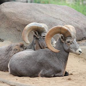 Desert bighorn sheep