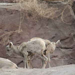 Desert bighorn sheep