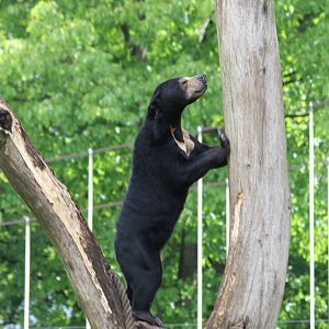 Sun bear