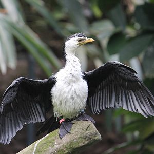 Little pied cormorant