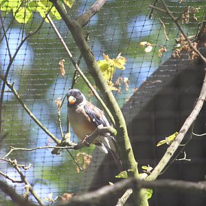 Yellow-billed grosbeak