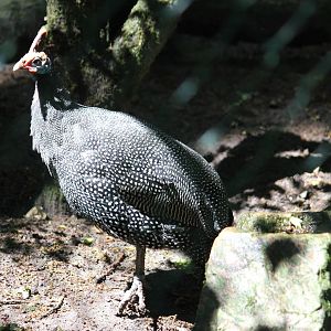 Reichenow's helmeted guineafowl