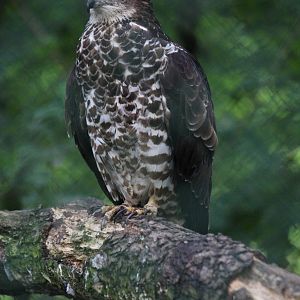 Western honey buzzard