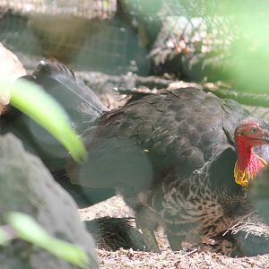Australian brush-turkey