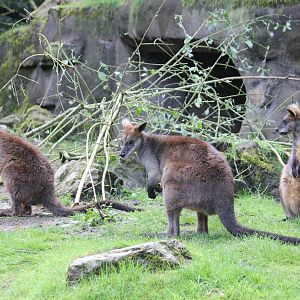 Southern swamp wallaby