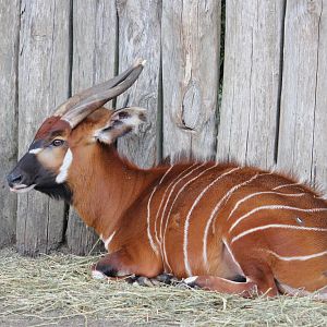 Eastern bongo