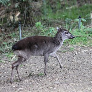 Western blue duiker