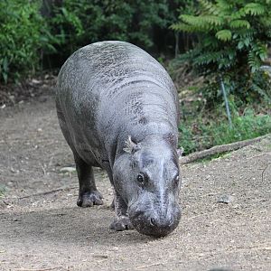 Western pygmy hippopotamus