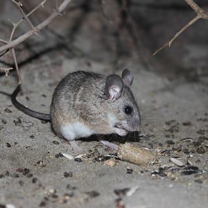 Cactus mouse