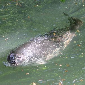 Ringed seal - male or female?