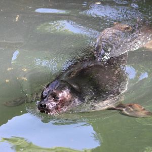 Ringed seal - male or female