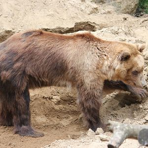 Brown bear