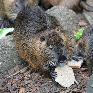 Coypu