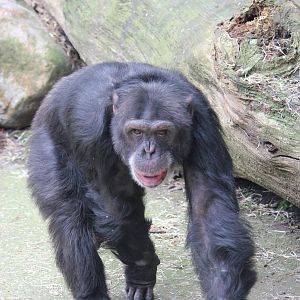 Common chimpanzee
