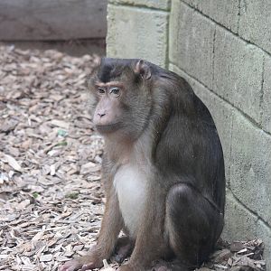 Sunda pig-tailed macaque