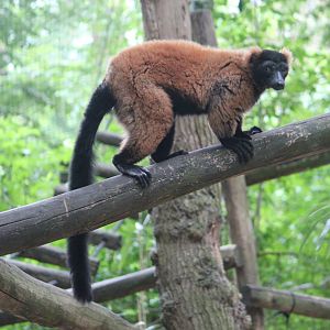 Red ruffed lemur [or Ruffed lemur hybrid?]