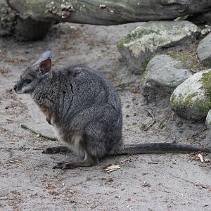 Tammar wallaby