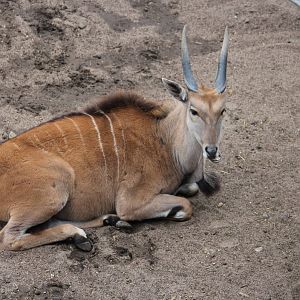 Common eland