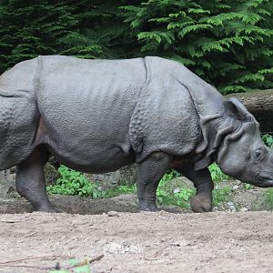 Indian rhinoceros