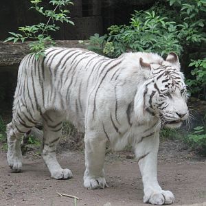 White tiger