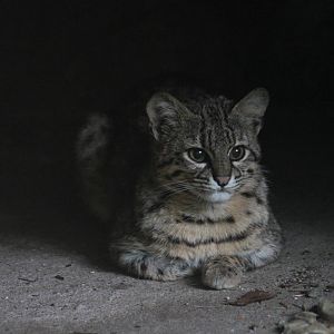 Geoffroy's cat