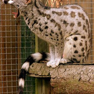 Pardine genet; Wingham; 26th September 2015