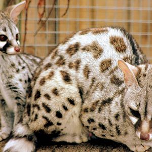 Pardine genet with youngster; Wingham; 26th September 2015