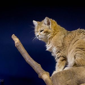 Sand cat : Bristol : 22 Sep 2015