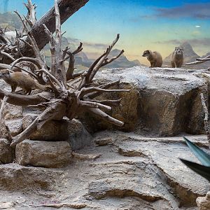 Yellow mongoose (exhibit) : Bristol : 22 Sep 2015