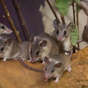 Turkish spiny mouse : Bristol : 22 Sep 2015