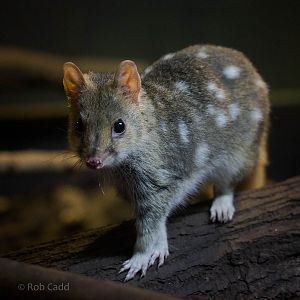 Eastern quoll : Bristol : 22 Sep 2015