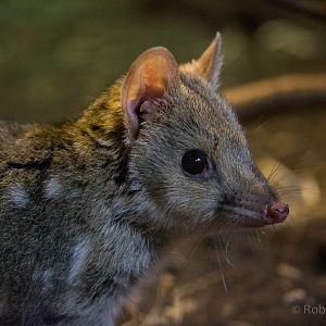Eastern quoll : Bristol : 22 Sep 2015