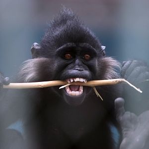 Black-crested mangabey