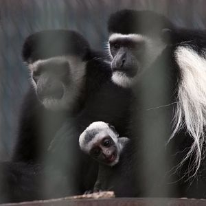 Eastern black-and-white colobus
