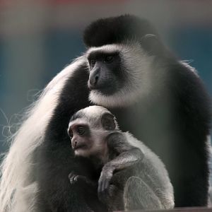 Eastern black-and-white colobus