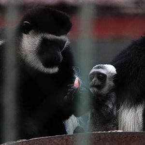 Eastern black-and-white colobus
