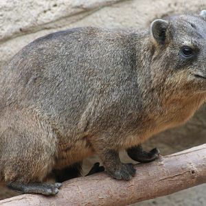 Rock Hyrax @ Chester; 18.09.2015