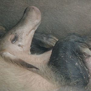 Aardvark @ Chester; 18.09.2015