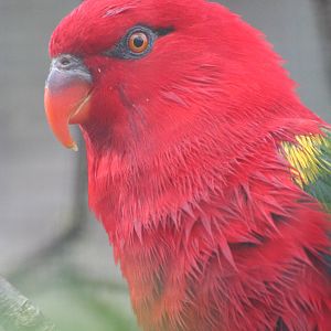 Yellow-backed Chattering Lory @ Chester; 18.09.2015