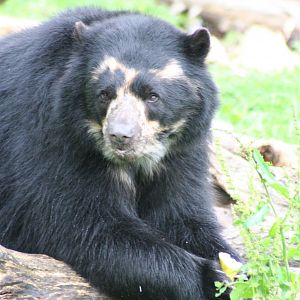Spectacled Bear @ Chester; 18.09.2015