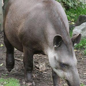 Brazilian Tapir @ Chester; 18.09.2015