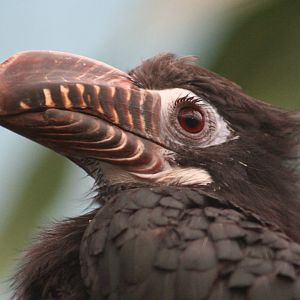 female Visayan Tarictic Hornbill @ Chester; 18.09.2015