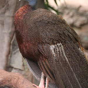 male Great Argus Pheasant @ Chester; 18.09.2015