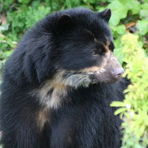 Spectacled Bear @ Chester; 18.09.2015