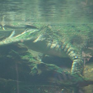 False Gharial @ Chester; 18.09.2015