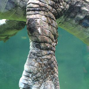 False Gharial @ Chester; 18.09.2015